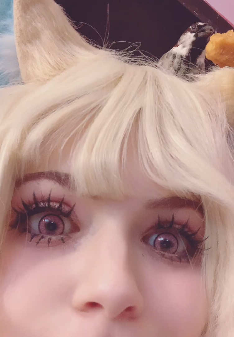 bird and dog eat chicken nugget #fuwawa #fuwamoco #hololive #sparrow 