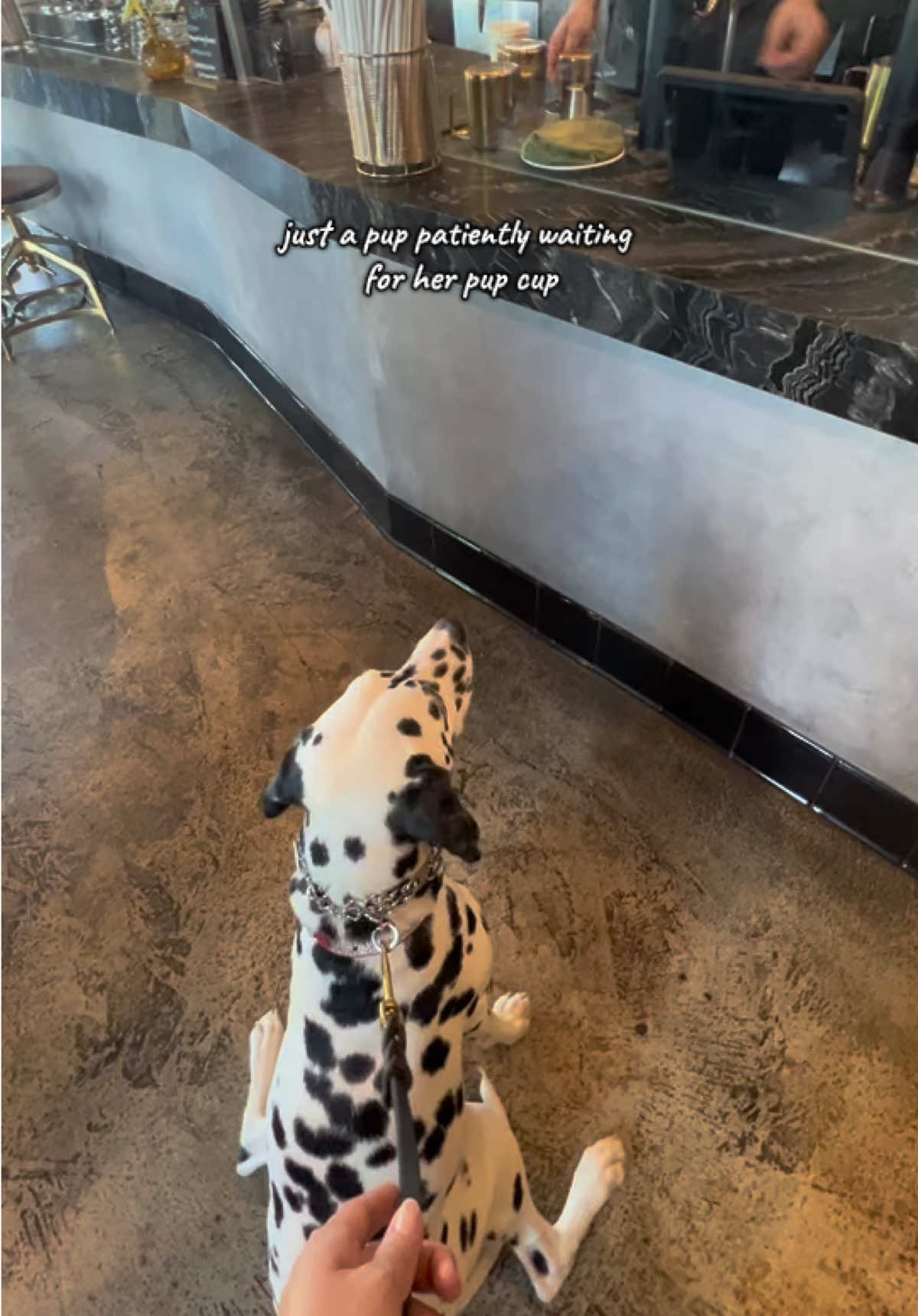1 pup cup for the lady please @Kuppa Joy Coffee ☕️  #pupcup #dalmatian #dalmatiansoftiktok #dogfriendly 