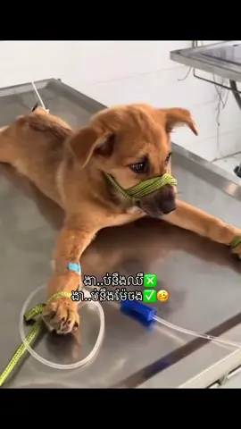 Credit: M o o n #អ្នកស្រលាញ់សត្វចិញ្ចឹម 