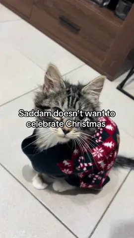 #saddam #cat #funnytiktok #christmas #politic 