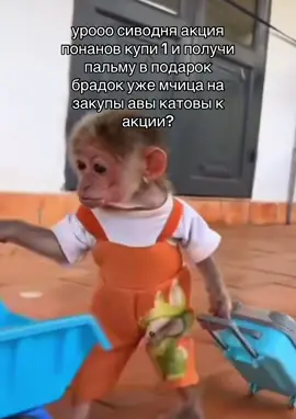 #bibizyankabrad #rom4ik #манки #fyp 