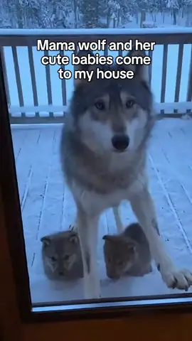 I am so Happy I could Help the Wolf Family #wolf #rescue #wholesome #puppy 