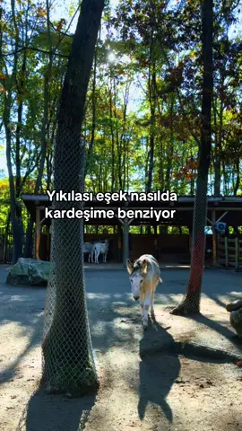 Aynı aynıı hahahahaha