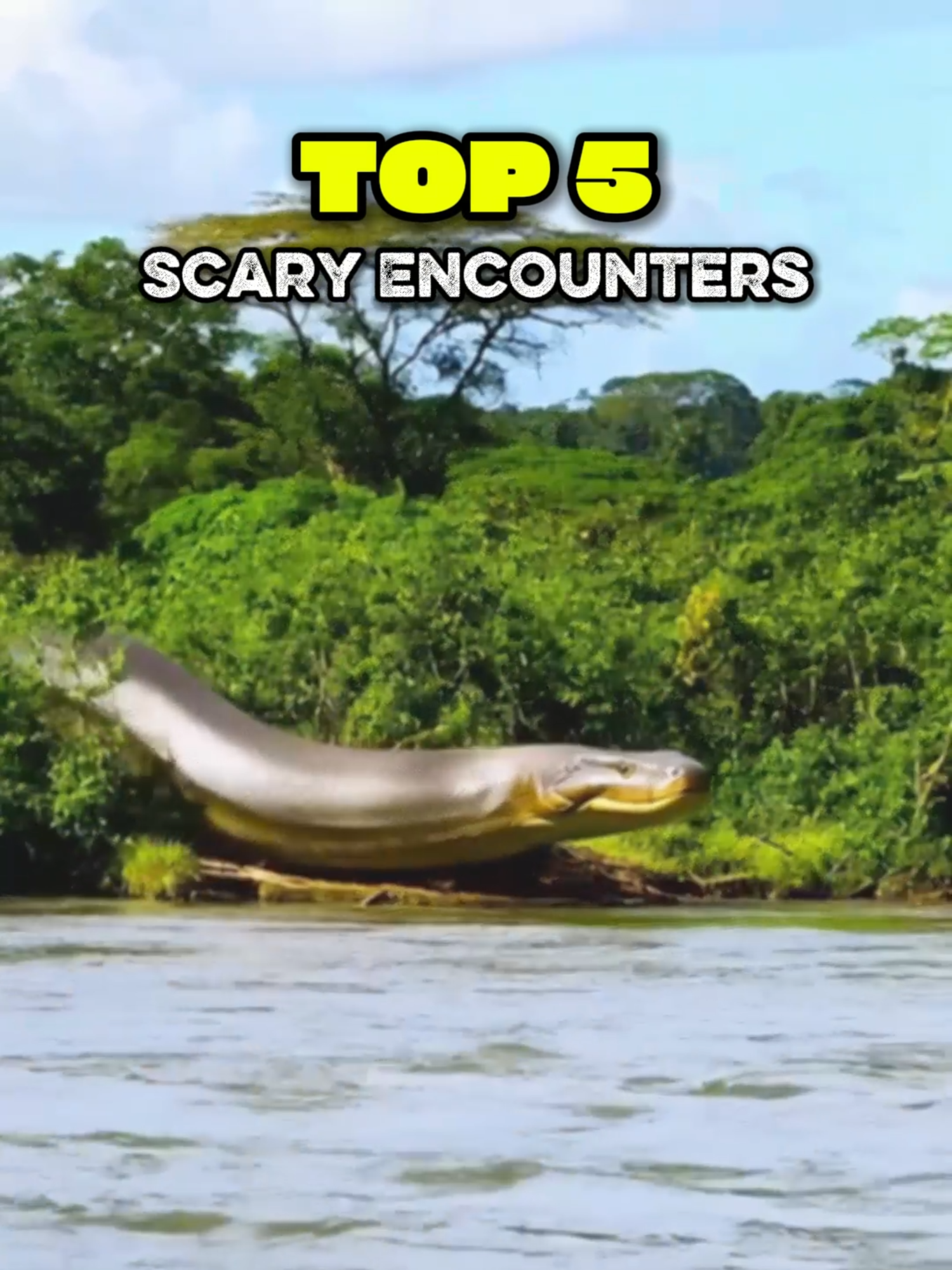 Ranking of Terrifying Encounters with Anacondas #ranking #anaconda #snakevideo #giantsnake