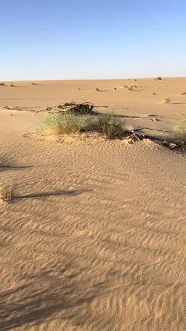 #حباري#الرمله#صقر#شاهين#صيد