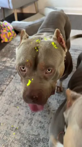 When ur bully decides to eat a glow stick and he now he is glowing 💛 #glowinthedark #GlowUp #glowsticks #xlamericanbully🦍 #baddog 