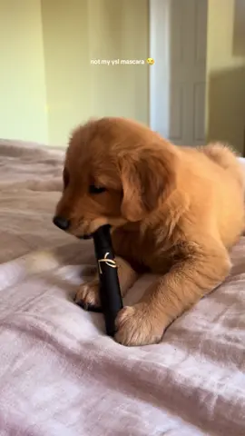excuse me sir 😵‍💫✋🏼  @YSL Beauty  #goldenretriever #puppy #puppytiktok 