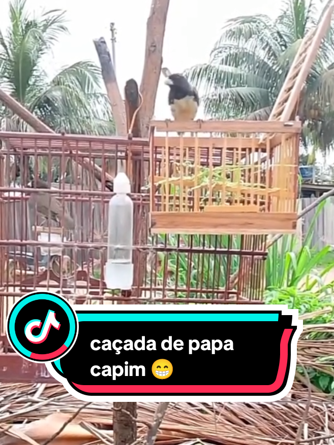 #papacapim #trincaferrodobrasil #TikTokLIVE #curio #gzaodojabutizao 