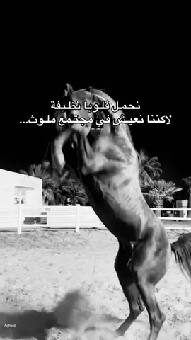#خيل_وخياله🐎 #viral #fyp #اقتباسات #اكسبلورexplore 