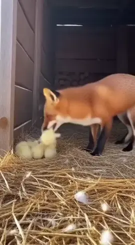 Tabby Cat Faces a Sneaky Fox to Protect Her Chicks😺🦊💥