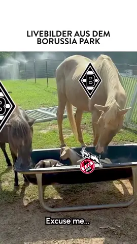 Na, wer macht jetzt das Lange Gesicht? 🐴 #BMGKOE #dieFohlen #Effzeh 