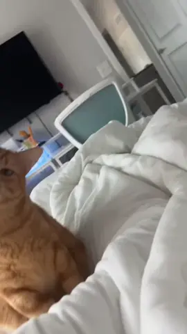 orange cat #fuuny #cat #catsoftiktok #fyp #explore 