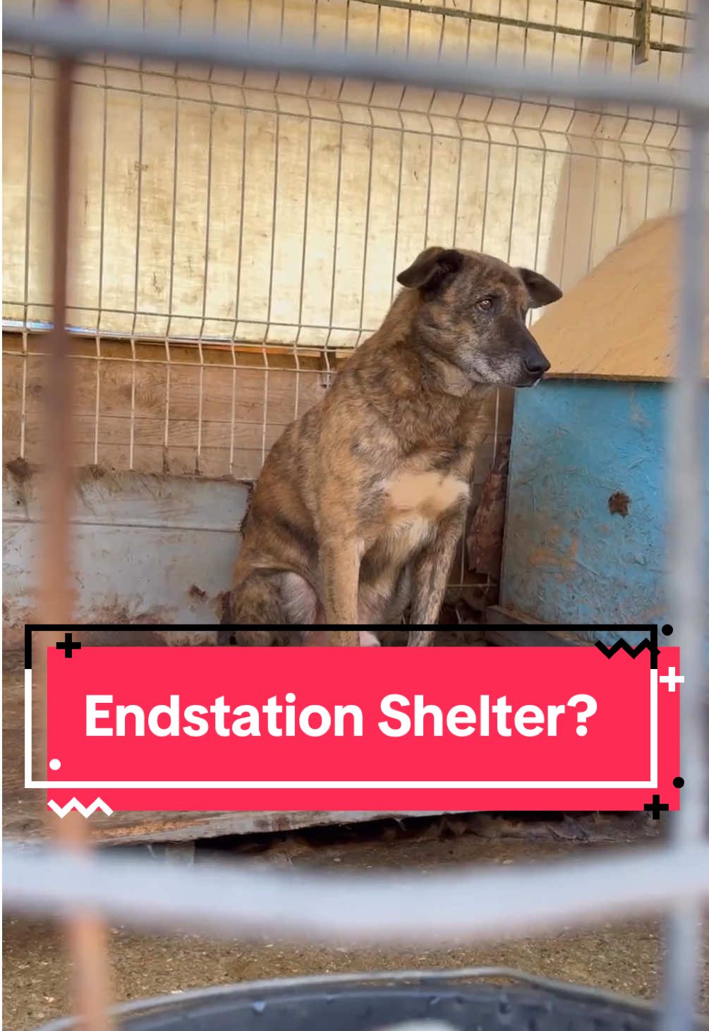 Bobby wartet. Leise. Geduldig. Auf jemanden, der sein Herz sieht. Dich? ❤️‍🩹🐾 Bobby hat fast sein ganzes Leben auf Rumäniens Straßen verbracht – immer auf der Suche nach Futter, Schutz und einem freundlichen Blick. Jetzt sitzt er im Shelter Baia Mare, umgeben von Gitter, Beton und Hoffnung. Mit etwa 10 Jahren und 55 cm ist Bobby ein wunderschöner, sanfter Senior mit gestromtem Fell und einer Seele, die schon viel erlebt hat. Menschen gegenüber ist er schüchtern, doch er spürt, dass es auch Liebe gibt. 💛 Für seine letzten Jahre als Senior wünschen wir uns ein ruhiges Zuhause bei geduldigen Menschen oder eine Pflegestelle, die ihm zeigt, wie schön das Leben doch sein kann. 🌿 💌 Melde dich bitte unter kontakt@einherzfuerstreuner.de oder fülle direkt die Selbstauskunft auf der Homepage aus 👉einherzfuerstreuner.de  💬 Teile diesen Beitrag, damit Bobby gesehen wird. #adoptdontshop #rescuedog#tierschutz#hund#liebe