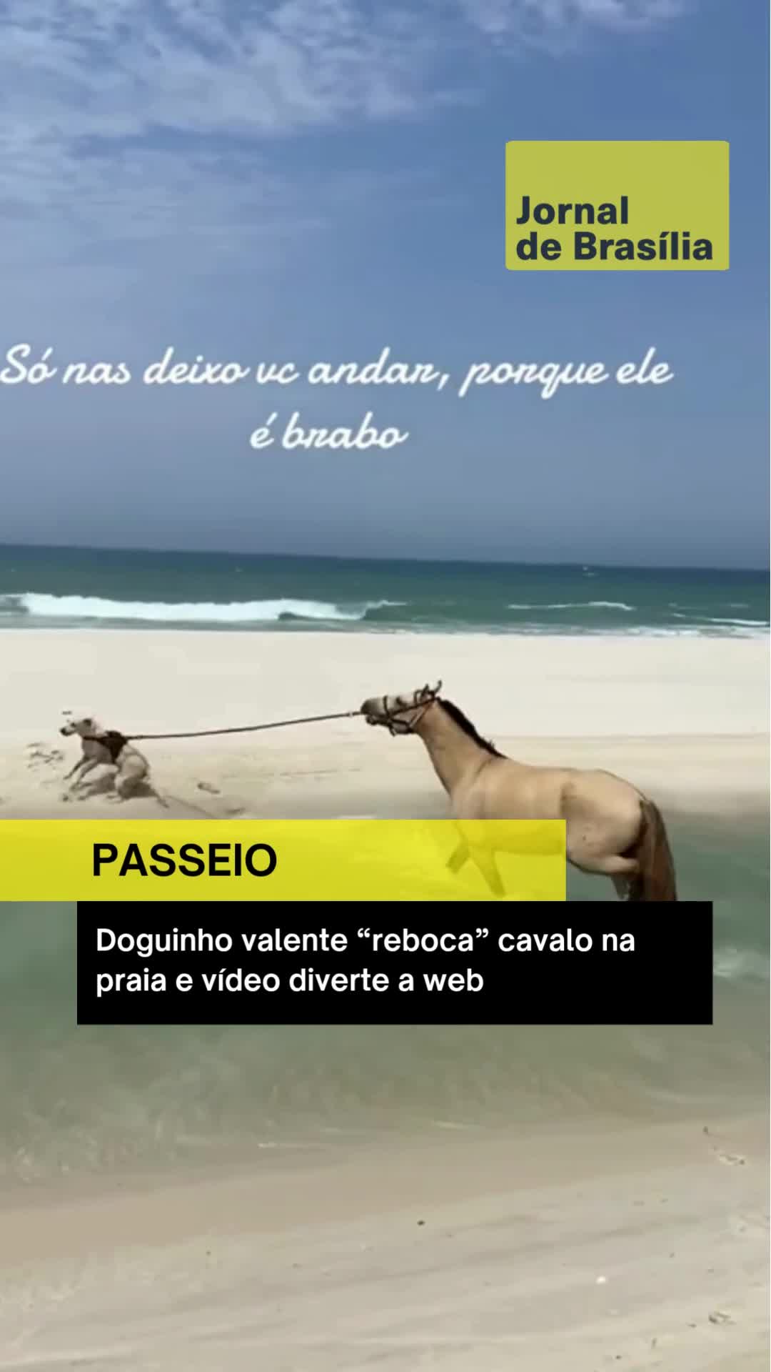 🐴😂 “Eu não empresto meu cavalo porque ele é muito brabo!” — é assim que começa o vídeo que está fazendo todo mundo rir nas redes sociais! 🐶💪 No registro, um doguinho valente, “armado” apenas com uma coleira, aparece rebocando um cavalo pela orla da praia, como se fosse o dono do pedaço. 🌊🤣 Enquanto o cachorro vai todo animado chapinhando na água, o cavalo — supostamente “muito brabo” — segue obediente, deixando claro quem é que manda ali! 📹: Perola_e_capitao | myhoodbr #jornaldebrasilia #doguinho #cavalo #água