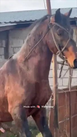 Кличку ему придумайте 😄#къ #лошадь #иноходь 
