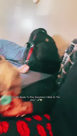 Angel is a handful lol definitely keep his mama on her toes😂😂 #furrbaby #viralvideo #viral #foryoupage #fyp 