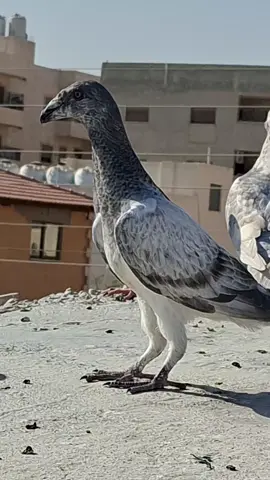 #كش #الحمام_عنا_احلى #سحاب_العز #عصام_ابوزيد 