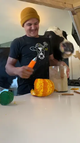 Trying to make a pumpkin spice latte with Bruce! #cow #brucethecow #farm #animals