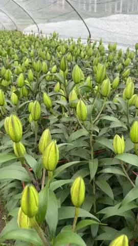 Lilies from Yunnan, China, can be picked. They are very huge and very fresh. They can be delivered to your country soon. Do you like them?#FlowerWholesale #FloristSupplier #BulkFlowers #WeddingFlowers #FlowerFarm  