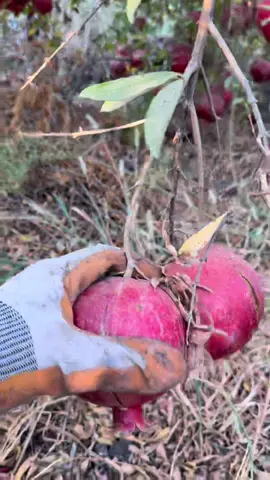 #هەنار_باشترین_وەنس😌💞 #هەنار_هەتا_نەیشكێنی_نازانی_ناوەكەی_چۆنە 