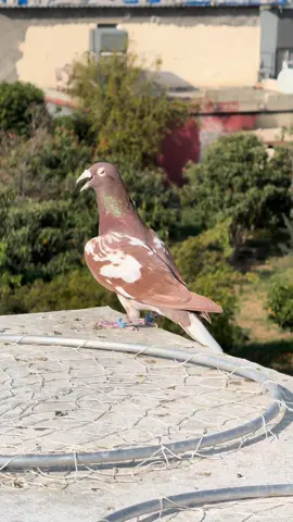 En sevdiğiniz rengi ?