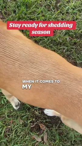 #dogbrush #dog #dogs #doghair 