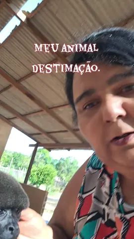vidasimplesnachacara#meuanimal#deesrimaçao#tiktok#tiktokviraliza#foryou@Regina Lima Belém 