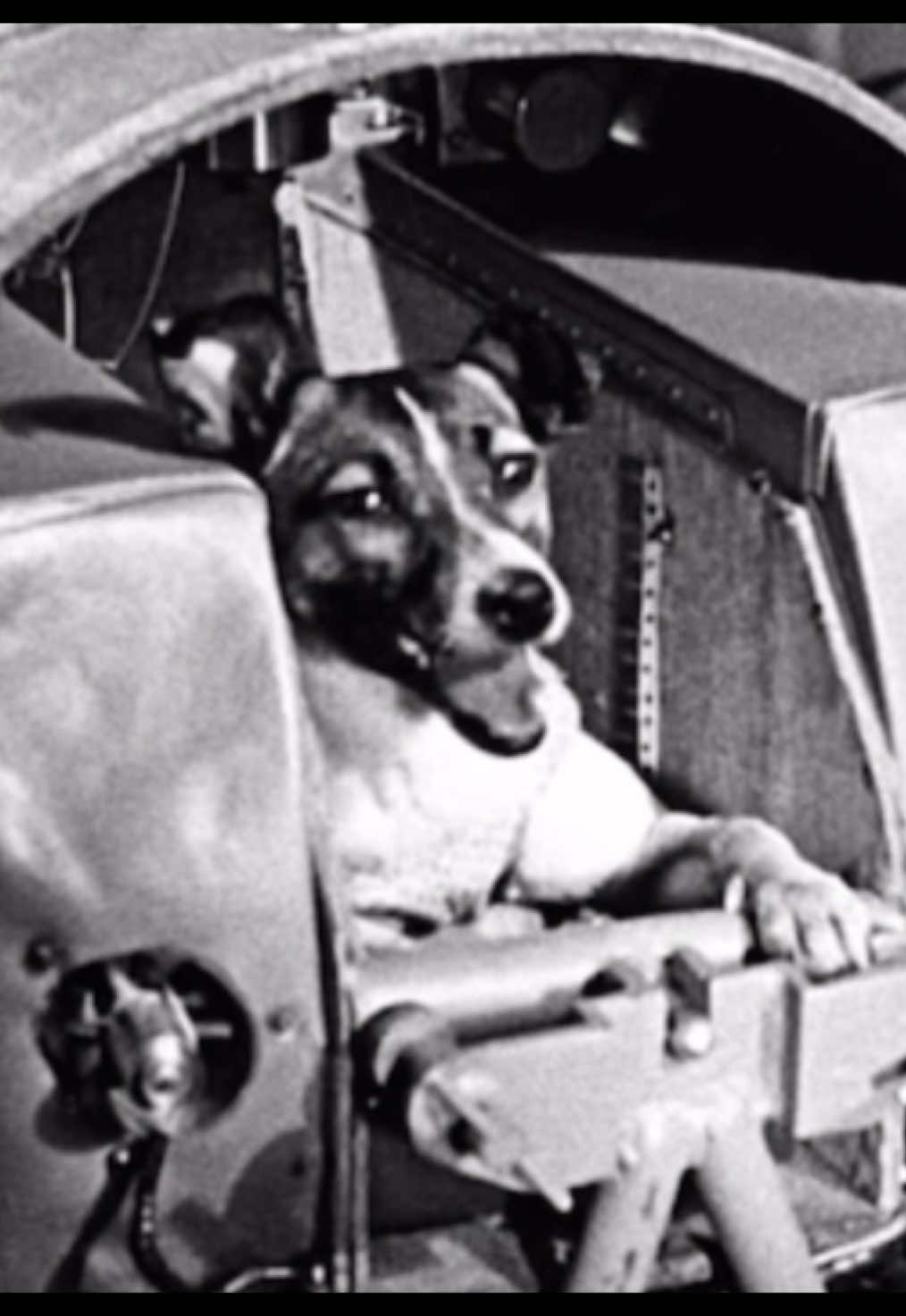 My shayla  #laika #dog #space #viral #moon