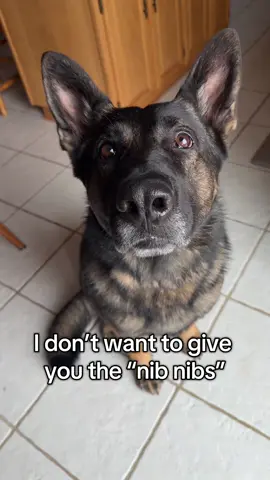 The “nib nibs” are his parasite 😬🫨 #germanshepherd #germanshepherdowner #pet #doglover #k9 