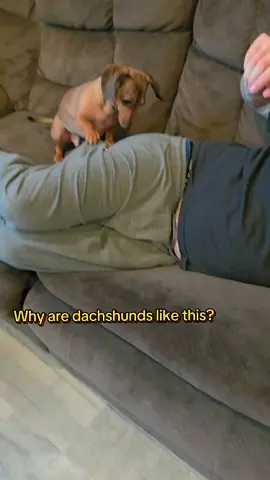 If you own a dachshund you know... 😂 #dachshunds 