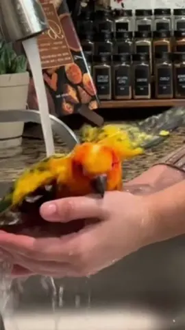 Dishes = bath time. And she smells like a wet dog after, but she’sa cute wet dog. #sunconure #parrotbath #conure #housecleaning