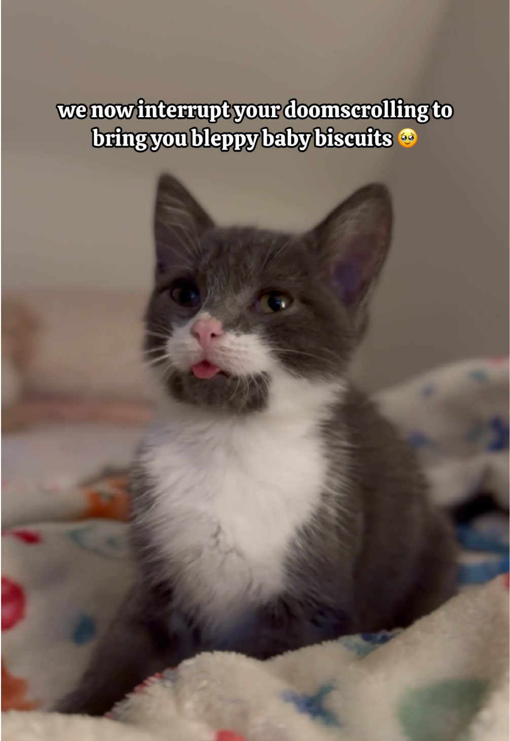 SO EEPY 🥺 #biscuitfactory   (ig/aliciamessham)