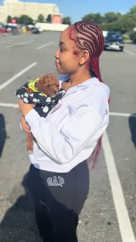 Toy poodle sold #fyb #PuppyTikTok #BrownPoodle #ToyPoodlePuppy #DoodleLifeCountry: United States of America