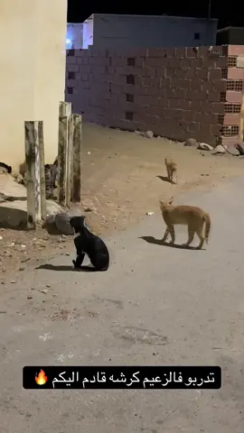 #كرشه #ضحك😂 #ترند_تيك_توك_مشاهير 