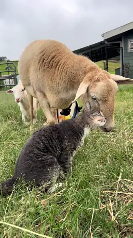 We are so lucky to be surrounded by so much gentle love, no matter what species. #animalsanctuary #vegan #animals #cat #hawaii 