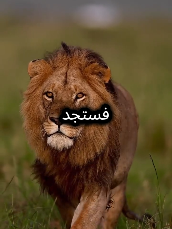 لا تلتفت يميناً أو يساراً  #اقتباسات_عبارات_خواطر #خواطر #اقتباسات #عبارات #عباراتكم_الفخمه📿📌 