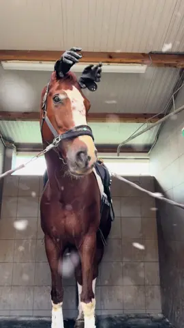 Christmas is coming and Rudolf is getting ready as the best horse in the stable! 🎄🐴✨ #christmas #rudolftherednosereindeer #holidayseason  #equestrian 