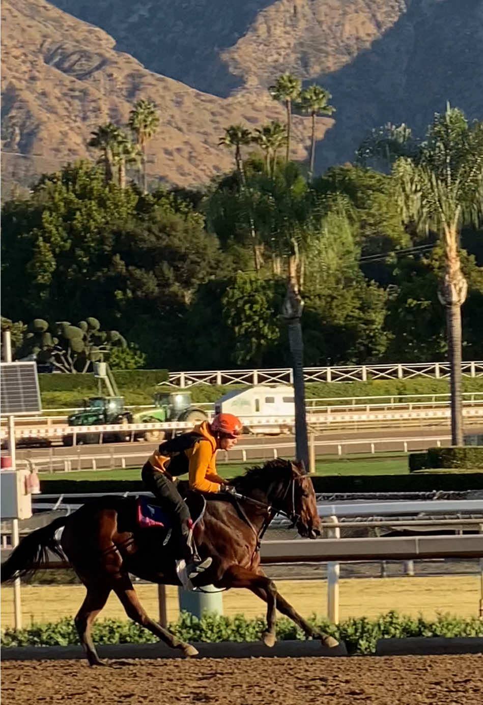 Took a quick break from barn chores to watch SongoSongo train..so special 🤩  #horseracing #thoroughbred #horse 
