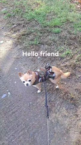 Pics: Live: Eve: 11/8/25: The Princess says, 