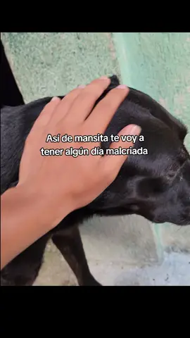 🤣♥️ #Yomandoaminovia #humor #fyppppppppppppppppppppppp #fypシ゚viral #paratiiii 