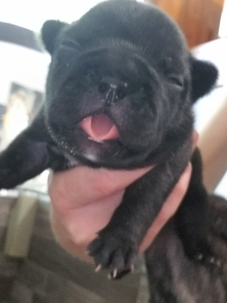 tf is wrong w you Washington #pibble #pibblesoftiktok #newborndog 