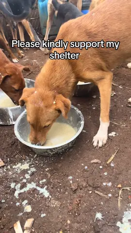 #fyppppppppppppppppppppppp #dogsrescue #dogsofttiktok #dogslovers #1millionviews 