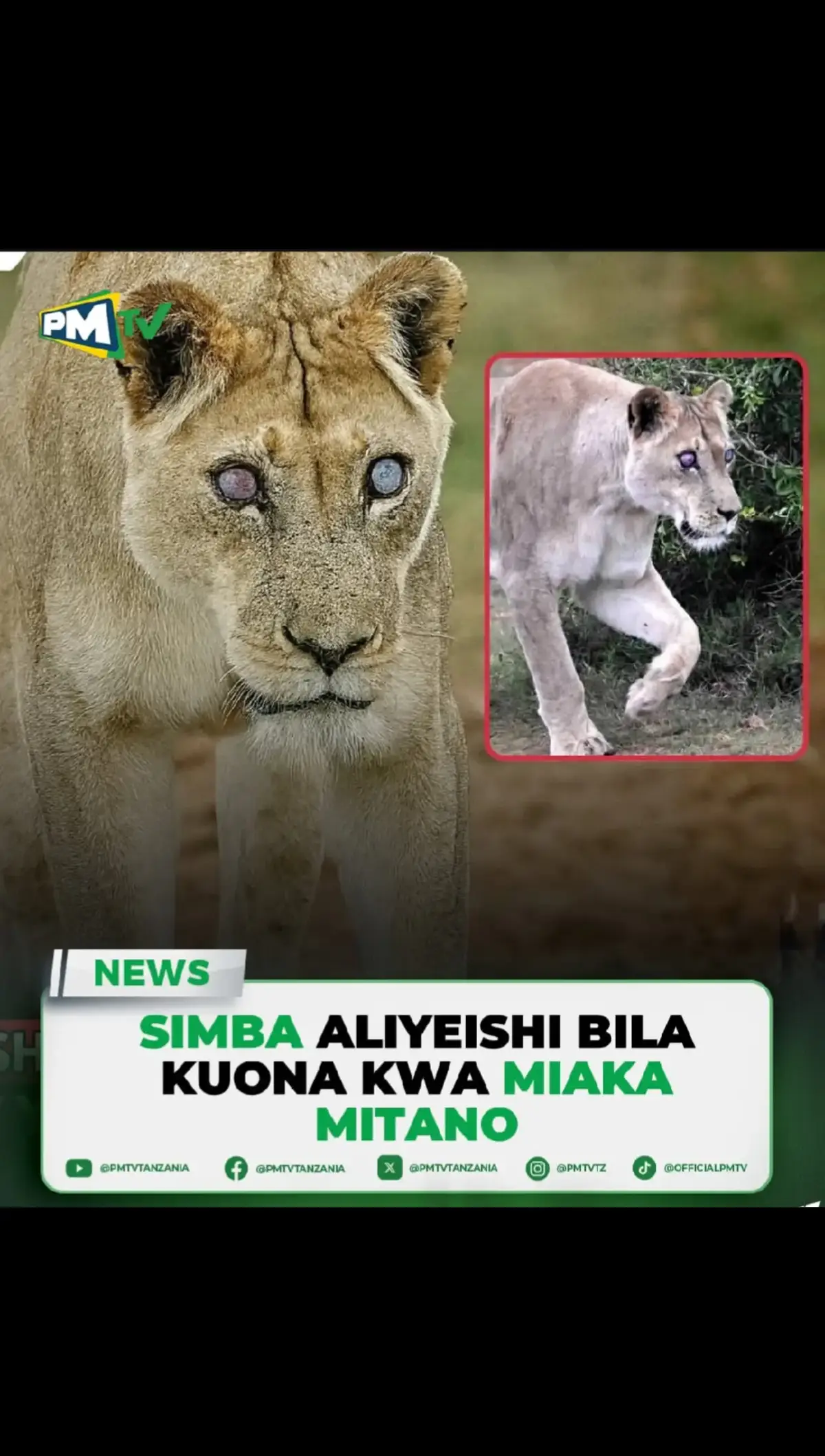 Katika hifadhi ya taifa ya addo, afrika kusini — simba jike josie amekuwa mfano wa uvumilivu wa ajabu. 💪 Akiwa na umri wa miaka 17, josie aliishi miaka 5 bila kuona kabisa, lakini bado aliendelea kuwinda, kuishi na kustawi kama kawaida. 🌿 Licha ya upofu wake, alitumia kusikia, kunusa na kumbukumbu kama macho yake mapya. 👂👃🧠 ➡️CHIMBO NI MOJA TU LA KUANGALIA MECHI KALI KAMA HIZI @popa arena  ➡️KWA MAHITAJI YA MAGARI USED NA MPYA @Magarimakali_2025  ➡️KWA MAHITAJI YA KUKUZA ACCOUNT , KURECORD CONTENT , SSM , N.K @Rajabu editor  Ujasiri halisi hauhitaji macho — unahitaji moyo. ❤️ 👉 toa maoni yako, unafikiri nini kuhusu simba huyu jasiri? FOLLOW , LIKE COMMENT . kwa matangazo njoo dm #fyp #viral #tiktok #trendingvideo #foryou 