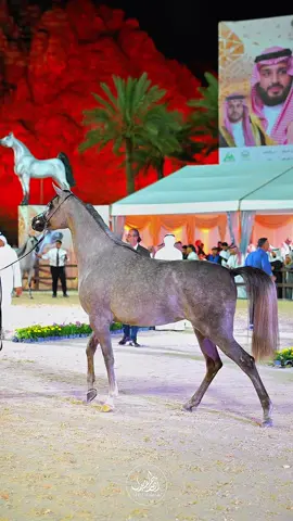 #CapCut  نشارككم جزء من تصويري لـ  #بطولة_حائل_لجمال_الخيل_العربية_الاصيلة #حائل 