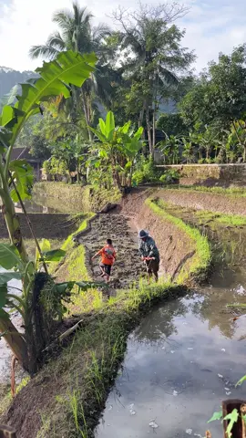 Siapa yang waktu kecil suka ikut ke sawah #suasanakampung #pedesaan #sawah #pesonaindonesia #village 