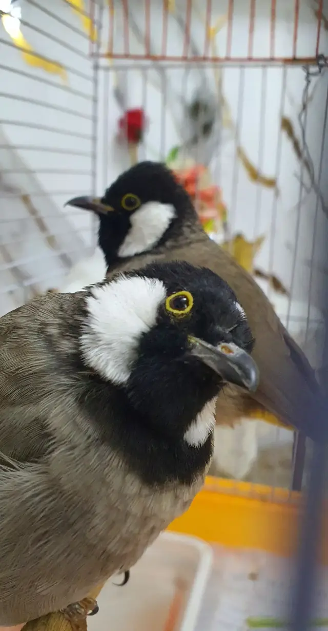 ليمونة ودعبول 🌻❤️‍🔥 #بلبل_عراقي_ابيض_الخدين #كربلاء_مدينة_العشق_والعاشقين 