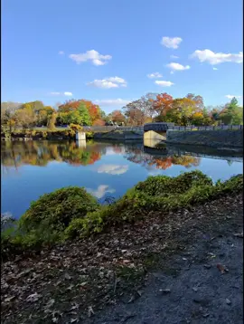 the trees this time of year 🤩 #fyp #bikeride #metaglasses #pov #Outdoors 