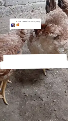 Membalas @indah_dwy salah satu cara agar ayam gk kena aratan dan mencegah bau amoniak #ternak #ayam #kandang #disenfektan #vitamin 