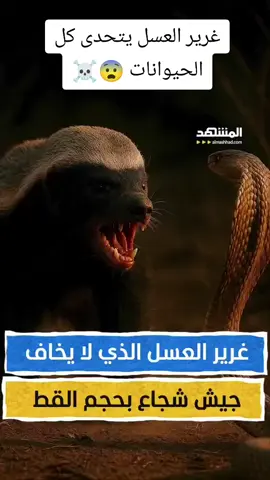 غرير العسل الذي لا يخاف.. جيش شجاع بحجم القط! إعداد وتعليق: عبدو حليمة  #هوامش#غرير_العسل#حيوانات #الشعب_الصيني_ماله_حل😂😂 