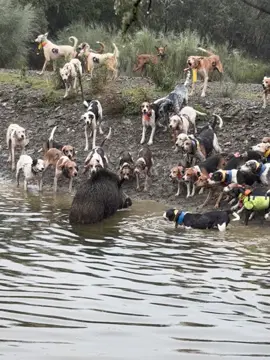 Seguimos a lo nuestro, seguimos con los facocheros… REHALAS GONZALO